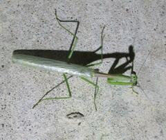 Stagmomantis carolina
