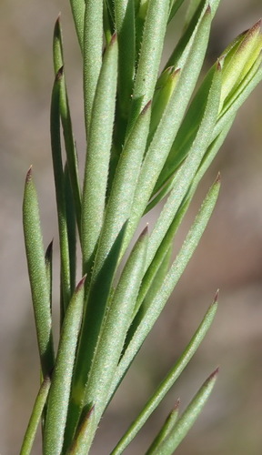 Image of Heathleaf Butterflybush (Polygala ericifolia) by (c) Nicola van Berkel, some rights reserved (CC BY-SA)