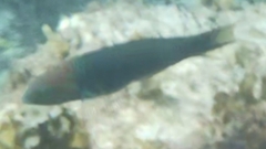 Thalassoma