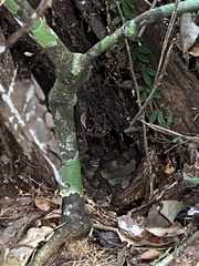 Bothrops jararaca