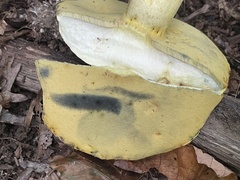 Boletus miniato-olivaceus