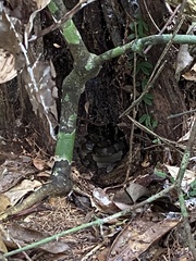 Bothrops jararaca