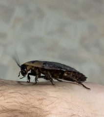 Blaberinae