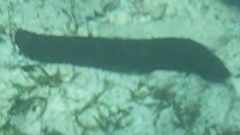 Holothuria leucospilota