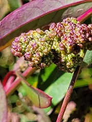 Chenopodium album