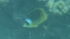 Chaetodon lunula