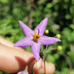 Solanum seaforthianum