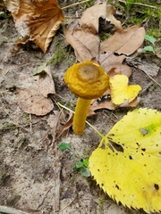 Fungi