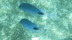 Abudefduf sparoides
