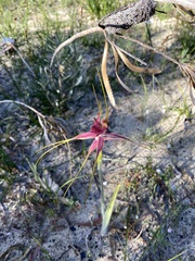 Caladenia pectinata