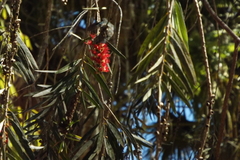 Chrysuronia versicolor