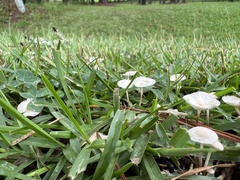 Leucocoprinus fragilissimus