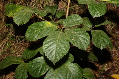 Handroanthus chrysotrichus