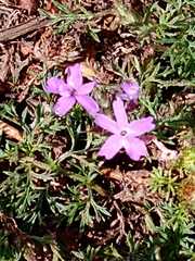 Glandularia dissecta