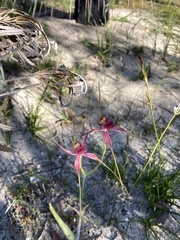 Caladenia pectinata