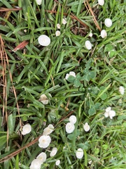 Leucocoprinus fragilissimus