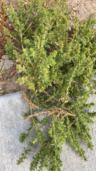 Amaranthus albus