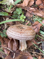 Lactarius chelidonium