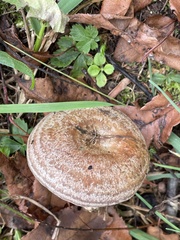 Lactarius chelidonium