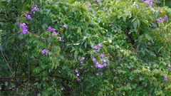Bignoniaceae