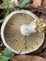 Lactarius chelidonium