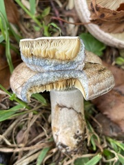 Lactarius chelidonium