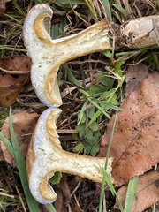 Lactarius chelidonium