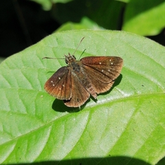 Piruna polingii
