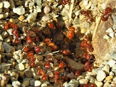 Pogonomyrmex barbatus