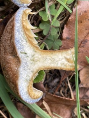 Lactarius chelidonium