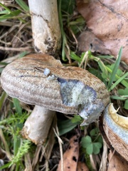 Lactarius chelidonium