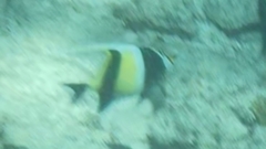 Zanclus cornutus