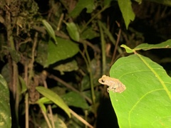 Pristimantis ventrimarmoratus