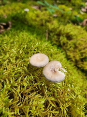 Cantharellula umbonata