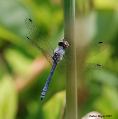 Nannothemis bella