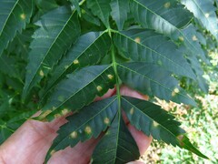 Pseudocercospora subsessilis