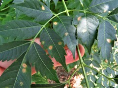Pseudocercospora subsessilis