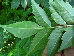 Pseudocercospora subsessilis