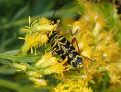 Megacyllene robiniae