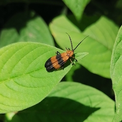 Calopteron