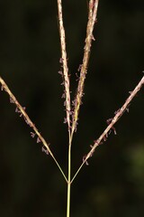 Bothriochloa ischaemum