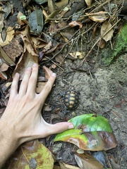 Chelonoidis carbonarius