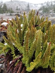 Polystichum lemmonii