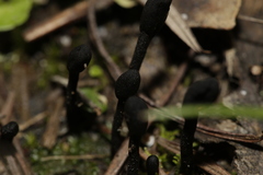 Trichoglossum