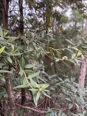 Pittosporum bicolor