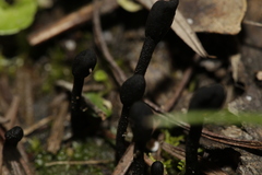 Trichoglossum
