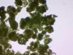 Microcystis