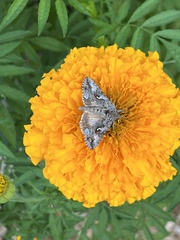 Autographa californica