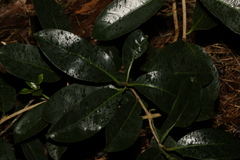 Coelospermum paniculatum