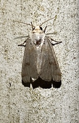 Abagrotis alternata